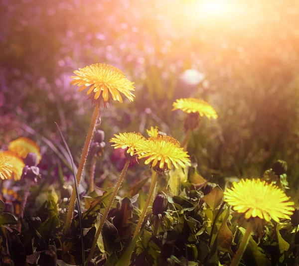 Flores amarillas con el cielo — Foto de Stock