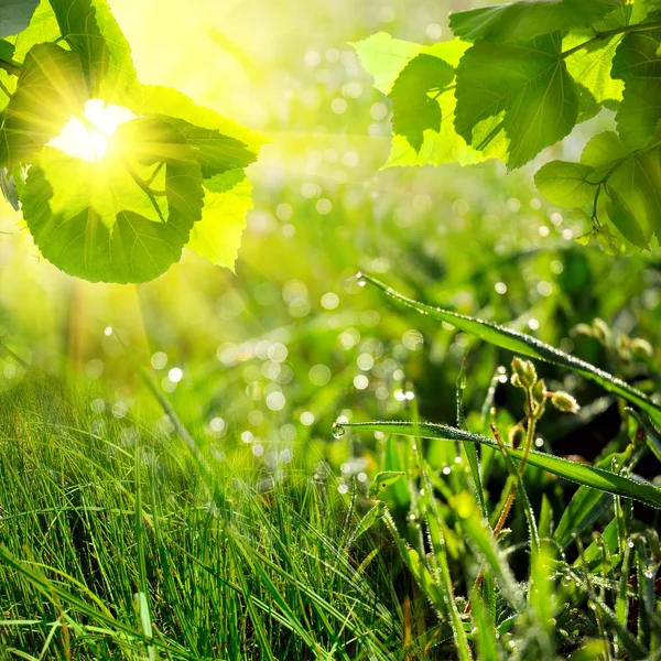 Zielone lato natura tło — Zdjęcie stockowe