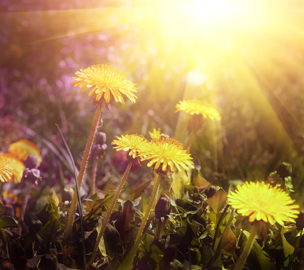 Yellow flowers with the sky — Stock Photo, Image