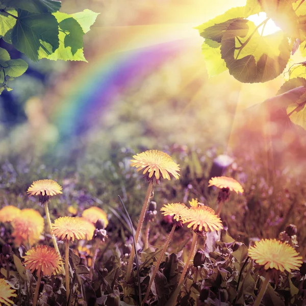 Gelbe Blumen mit dem Himmel — Stockfoto