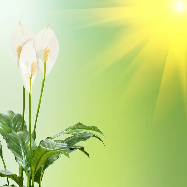Witte bloemen op de groene achtergrond — Stockfoto