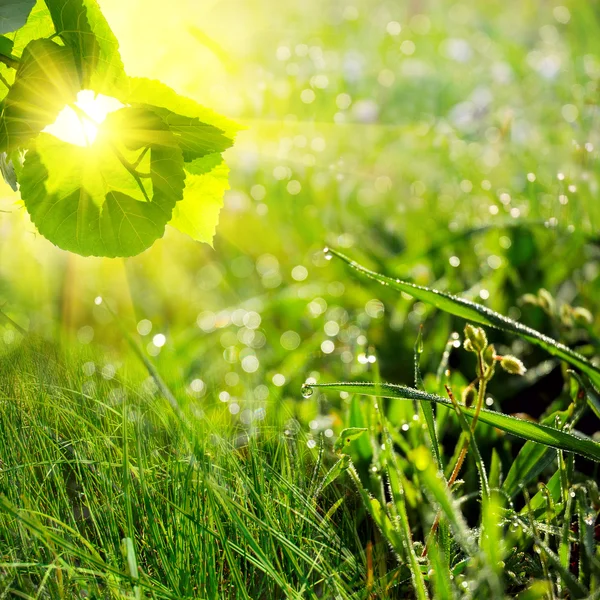 Gröna sommaren natur bakgrund — Stockfoto