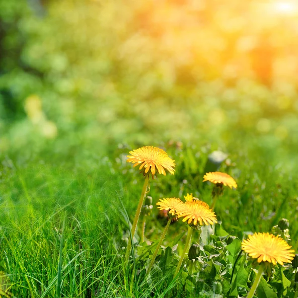 Flores amarillas con el cielo — Foto de Stock