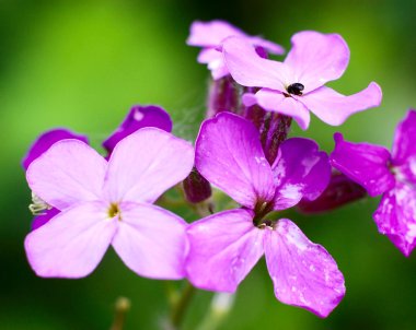 arka planda purpure çiçek