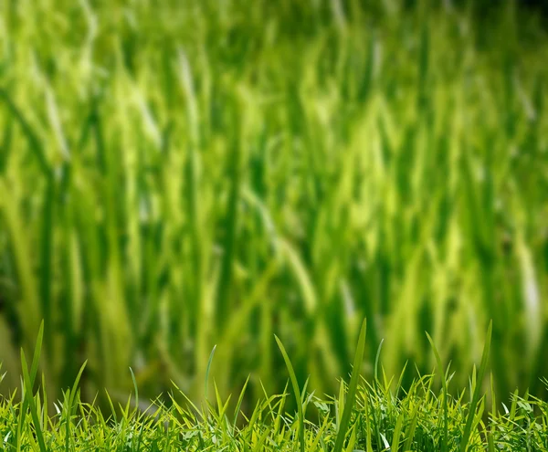 Grünes Gras auf dem Feld — Stockfoto