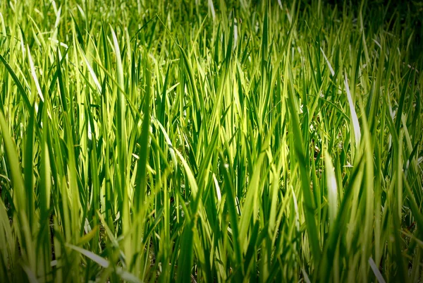 Green grass on the field — Stock Photo, Image