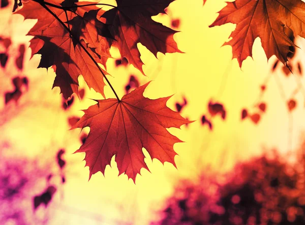 Les feuilles d'autmn avec le ciel — Photo