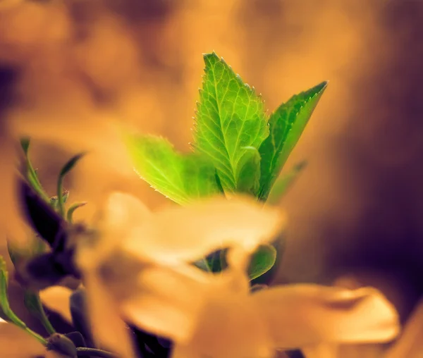 Zelené listy v žluté květy — Stock fotografie