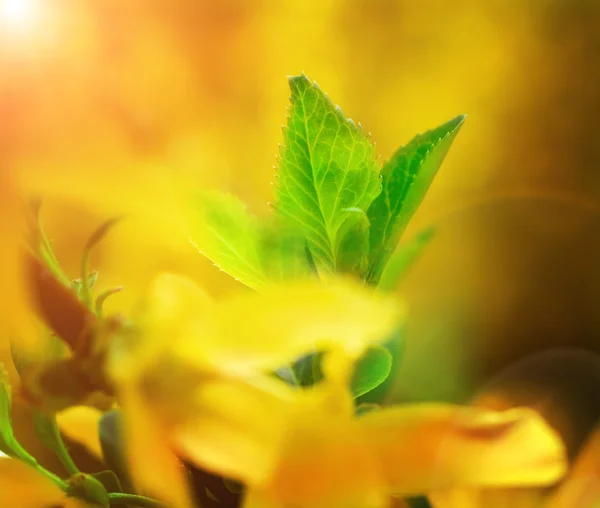 Hojas verdes en las flores amarillas — Foto de Stock