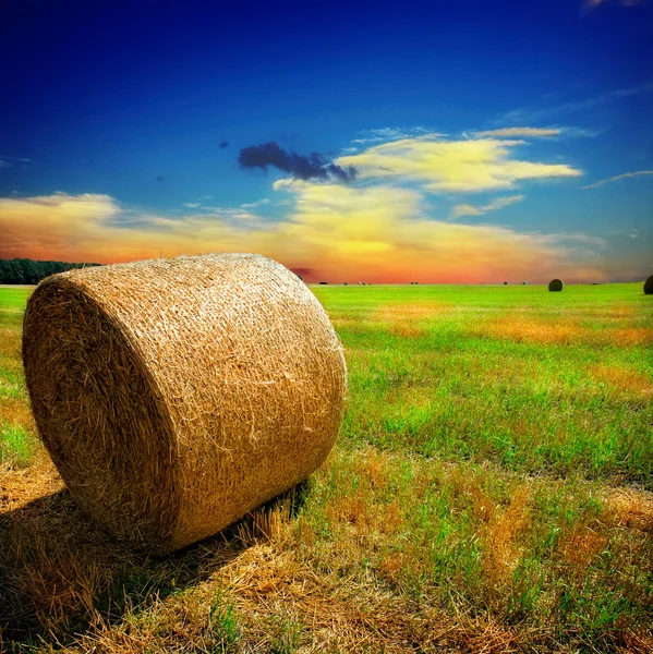 Yellow field with the sky — Stock Photo, Image