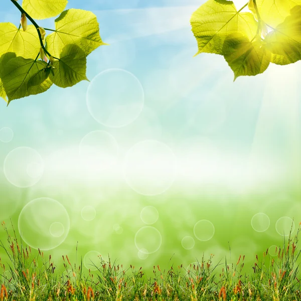 Grama verde com o céu — Fotografia de Stock