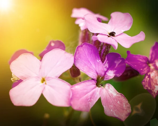 Purpure květiny na pozadí — Stock fotografie