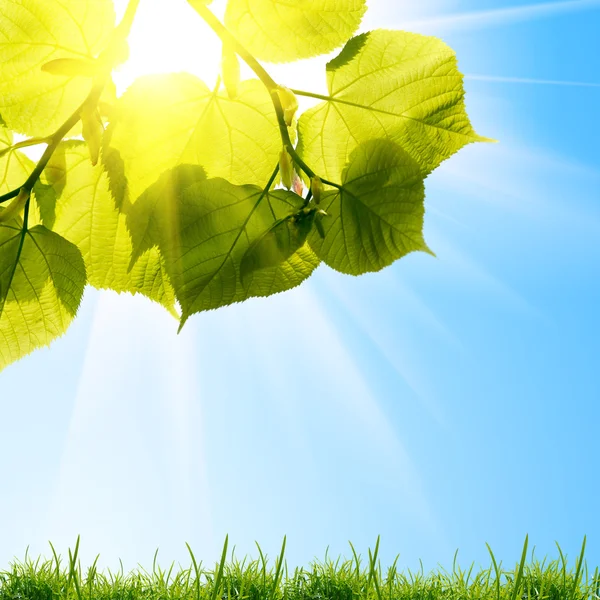 Estate foglie di albero verde sul cielo — Foto Stock