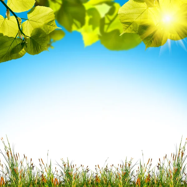 Grama verde com o céu — Fotografia de Stock