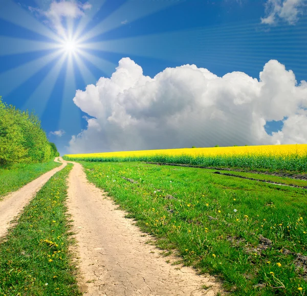 Ground road in the summer field — Stock Photo, Image