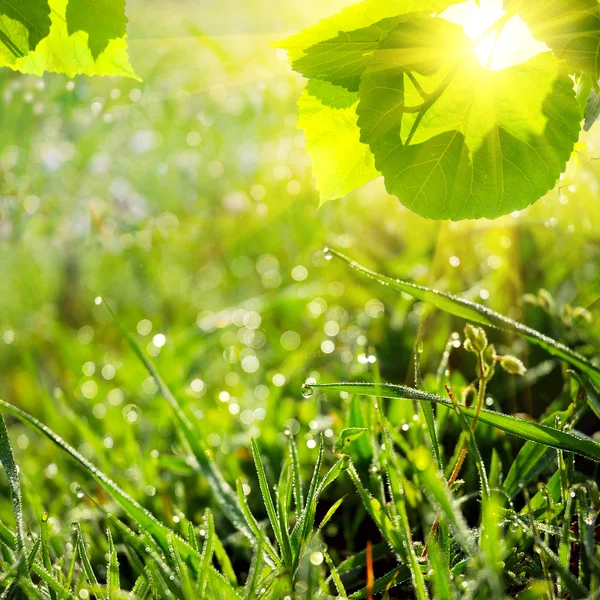 Gröna sommaren natur bakgrund — Stockfoto