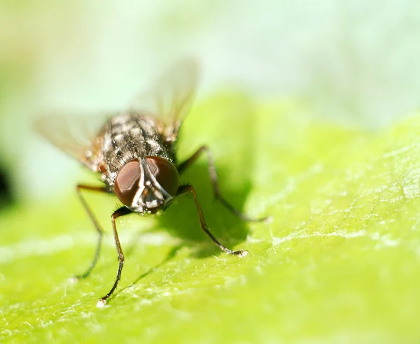 Fly on the green tree leaf — Stock Photo, Image