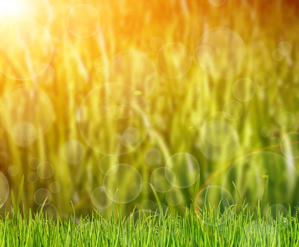 Green grass on the field — Stock Photo, Image