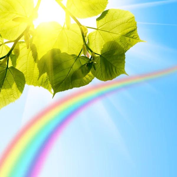 Sommergrüne Baumblätter am Himmel — Stockfoto