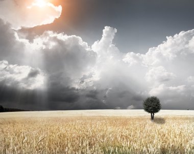 sahada sarı spikelets