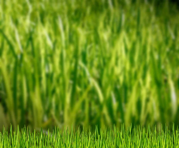 Green grass on the field — Stock Photo, Image