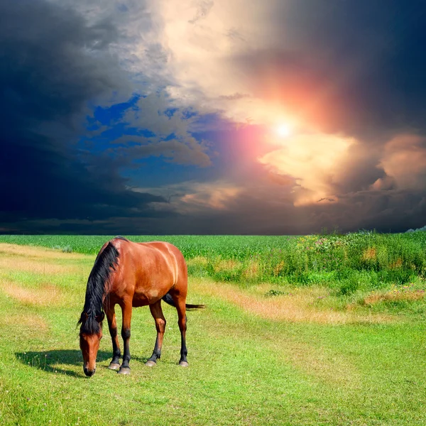 Лошадь на зеленом поле — стоковое фото