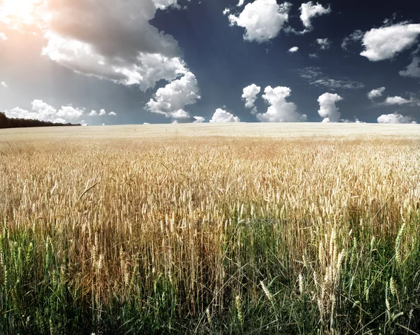 Gele spikelets op het veld — Stockfoto