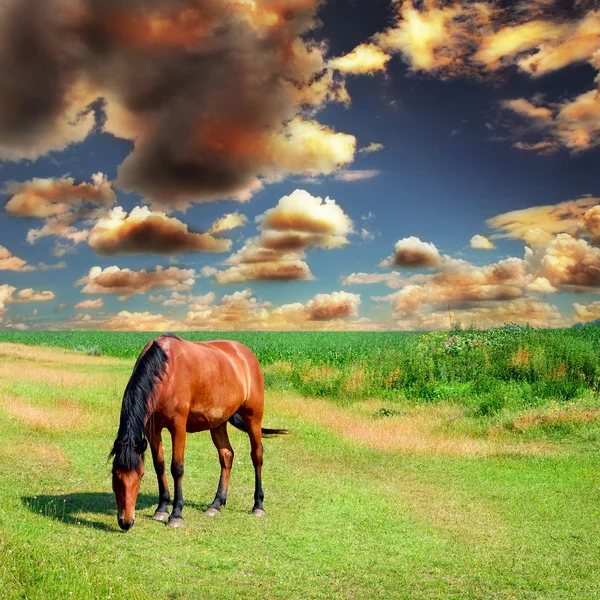 Pferd auf der grünen Wiese — Stockfoto