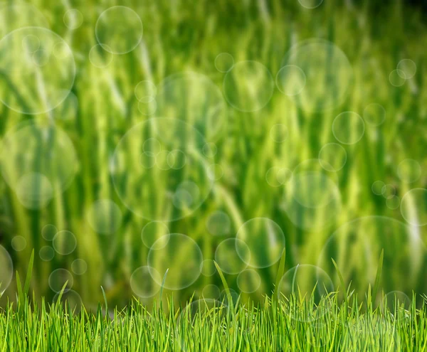 Iarbă verde pe teren — Fotografie, imagine de stoc