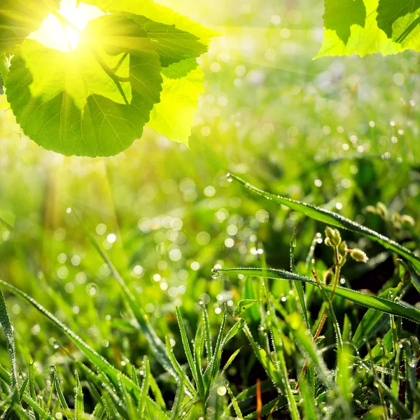 Zielone lato natura tło — Zdjęcie stockowe