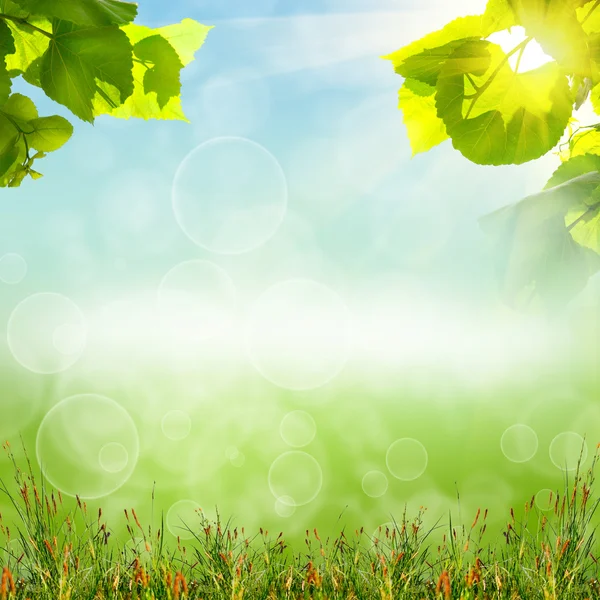 Зелена трава з небом — стокове фото