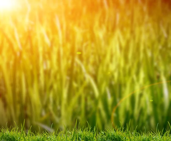 Grünes Gras auf dem Feld — Stockfoto