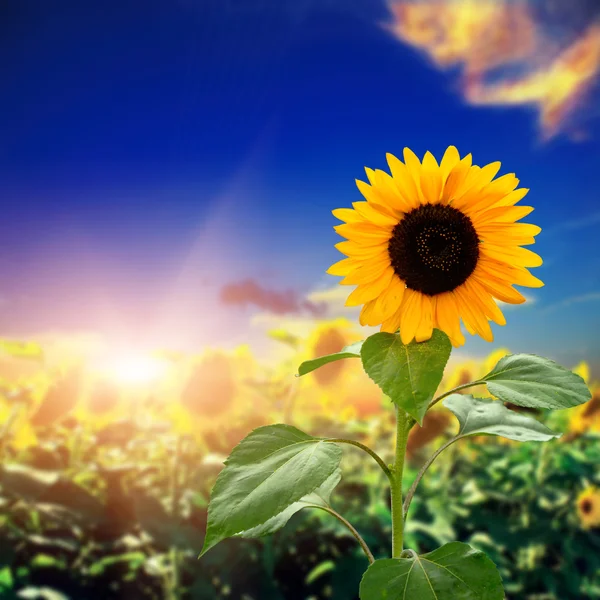 Gele zonnebloem met de hemel — Stockfoto