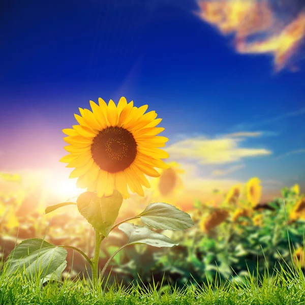 Girasole giallo con il cielo — Foto Stock