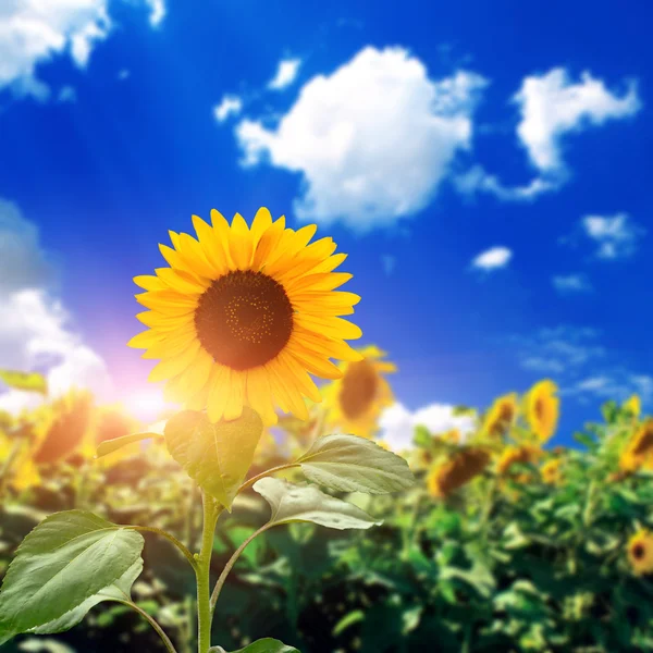 ดอกทานตะวันสีเหลืองกับท้องฟ้า — ภาพถ่ายสต็อก