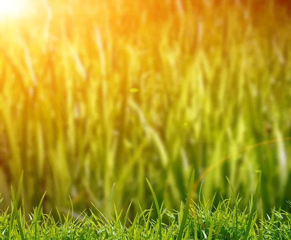 Groen gras op het veld — Stockfoto