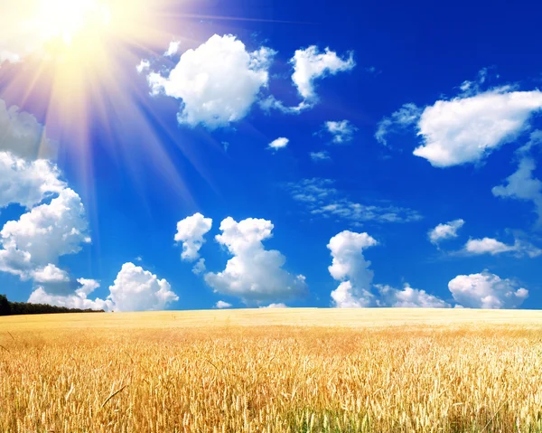 Yellow spikelets on the field — Stock Photo, Image