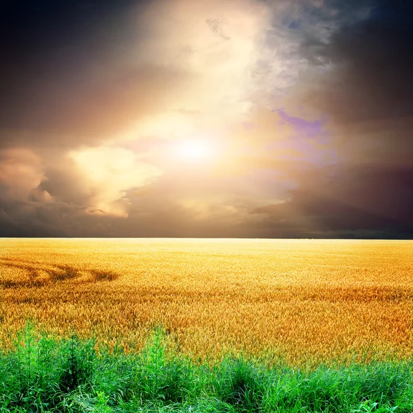 Summer landscape with the sky — Stock Photo, Image