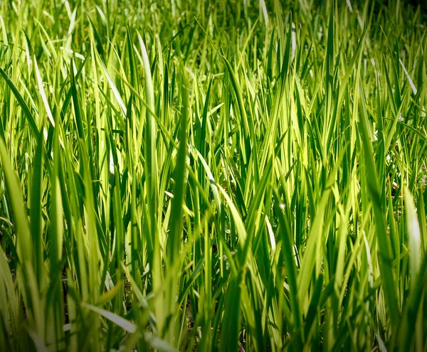 Grünes Gras auf dem Feld — Stockfoto