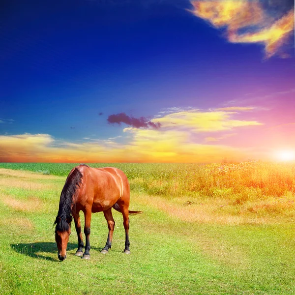 Horse on the green field — Stock Photo, Image