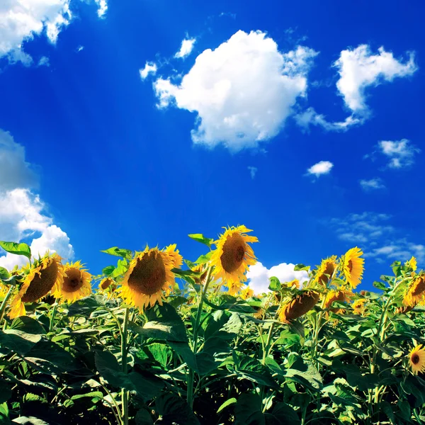 Girasole giallo con il cielo — Foto Stock