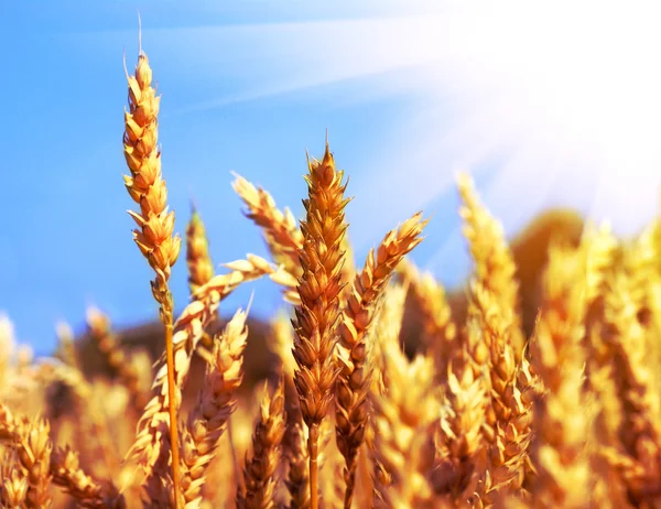 Yellow spikelets on the field — Stock Photo, Image