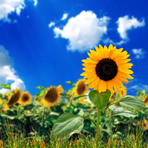 Gelbe Sonnenblume mit dem Himmel — Stockfoto