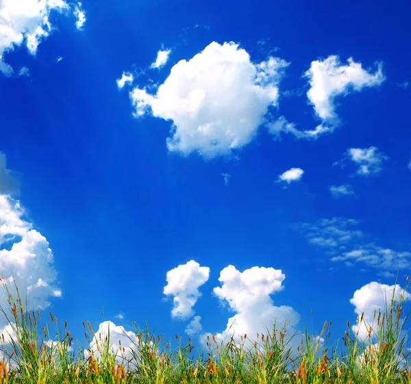 Зеленая трава с небом — стоковое фото