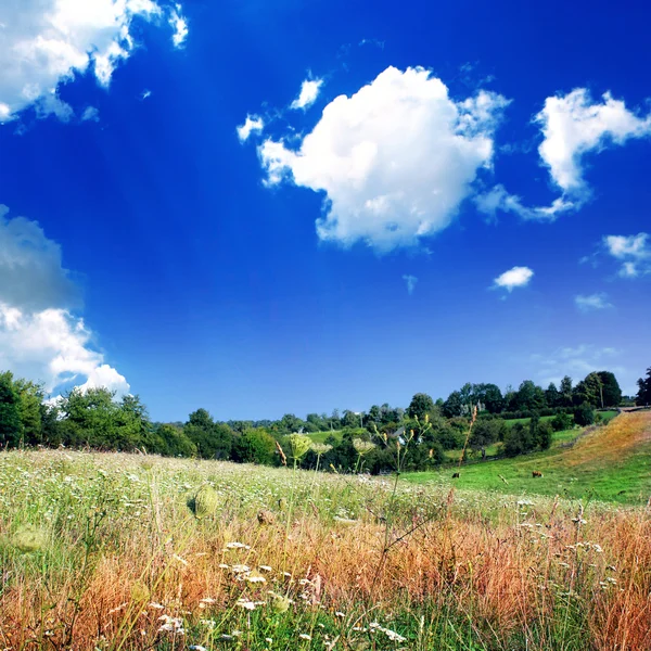 Campo verde com as flores brancas — Fotografia de Stock