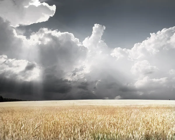 Gelbe Stacheln auf dem Feld — Stockfoto