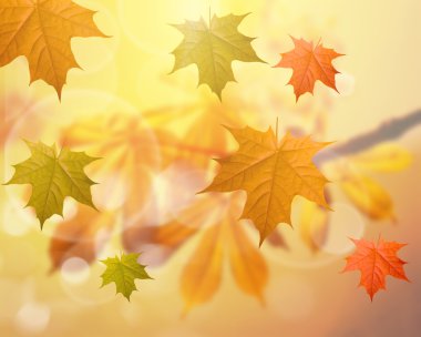 kestane üzerinde gökyüzü bacground yapraklar