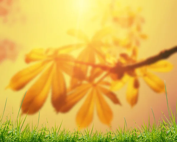 Feuilles de châtaignier sur le sol du ciel — Photo