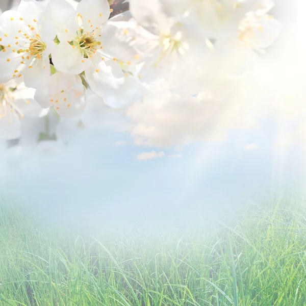 White cherry flower with the sky — Stock Photo, Image