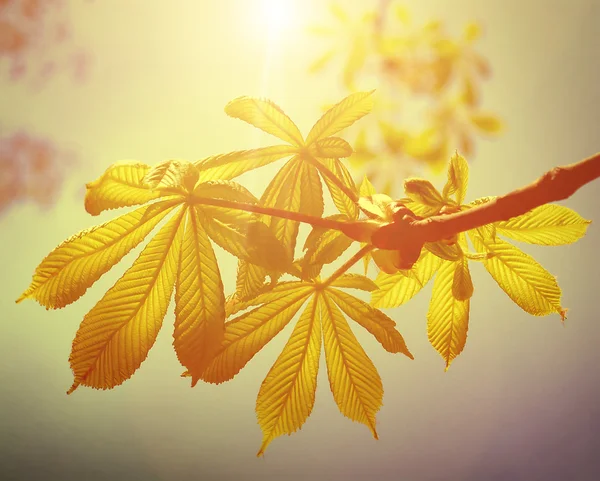 Feuilles de châtaignier sur le sol du ciel — Photo